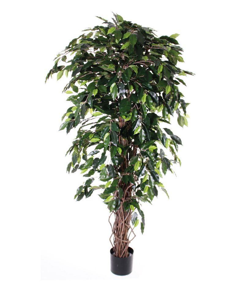 Ficus Benjamini multistrunk