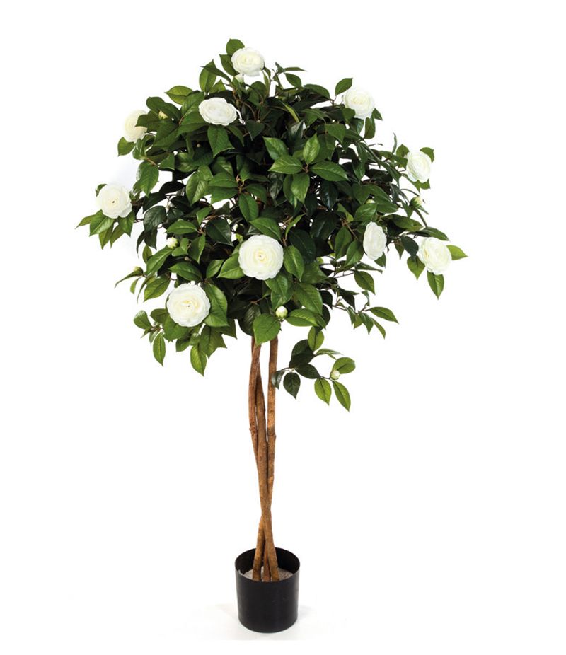 Camelien-Hochstamm blühend weiß