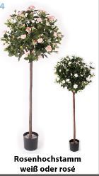 Rosenhochstamm, Farbe rosé